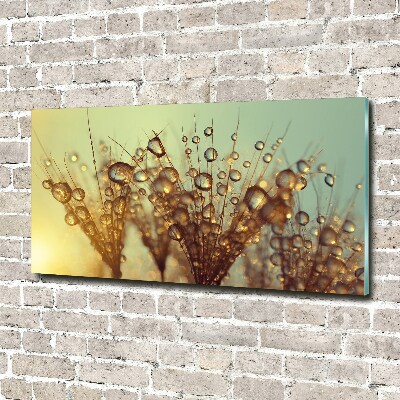 Print on acrylic Dandelion seeds