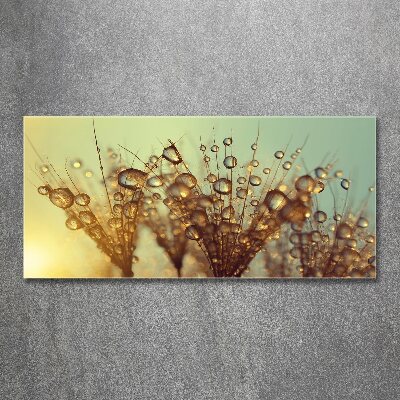 Print on acrylic Dandelion seeds