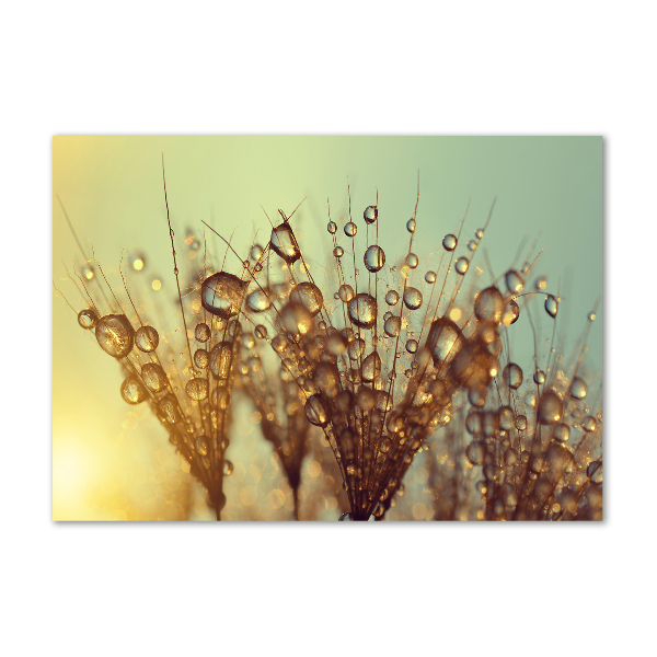 Print on acrylic Dandelion seeds