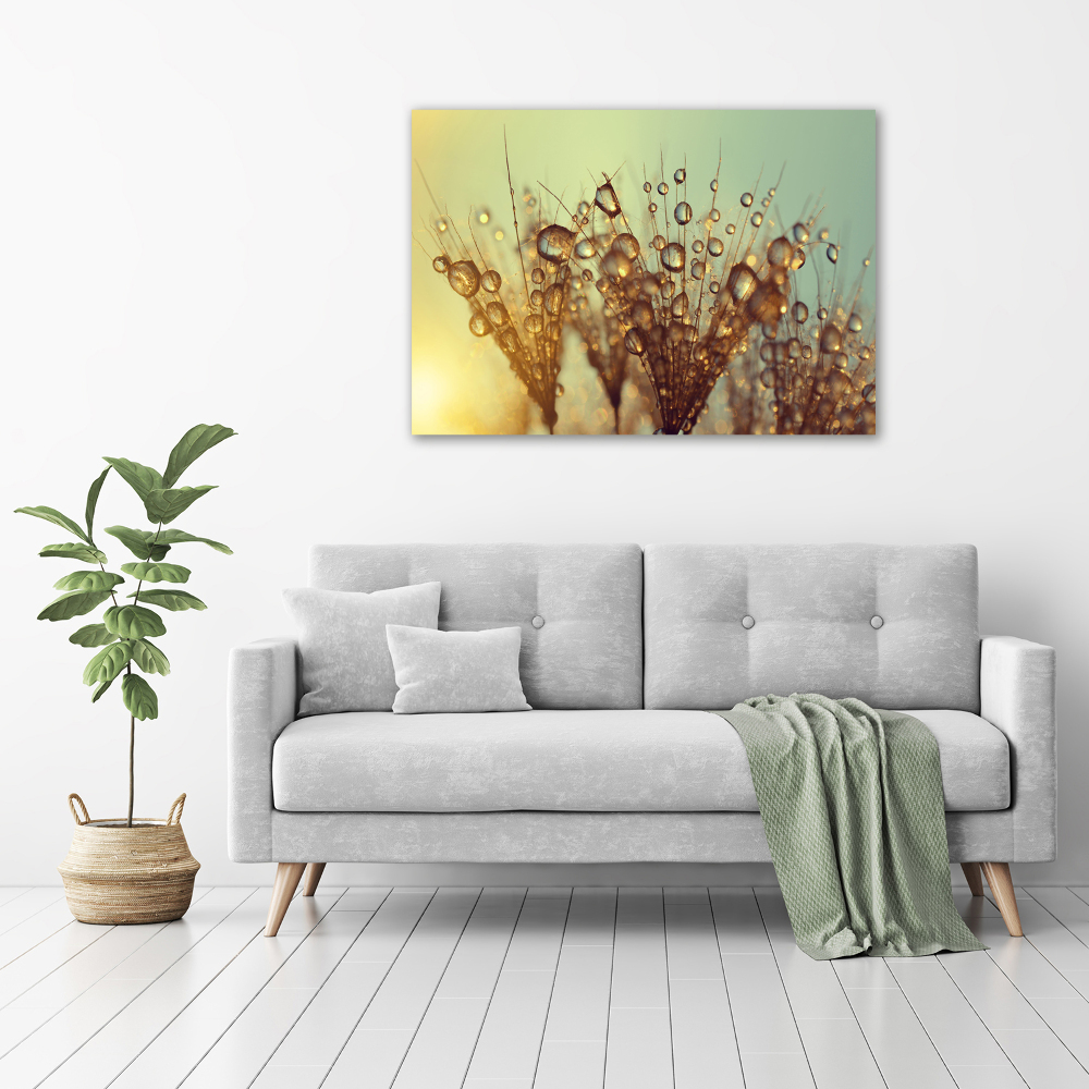 Print on acrylic Dandelion seeds