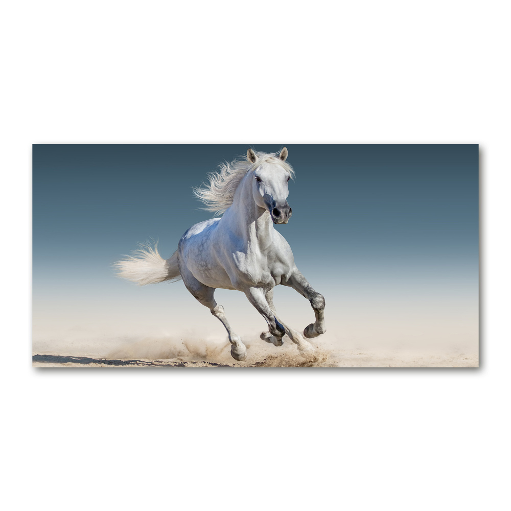 Print on acrylic White horse at a gallop