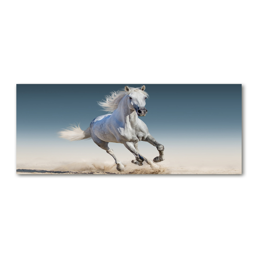 Print on acrylic White horse at a gallop