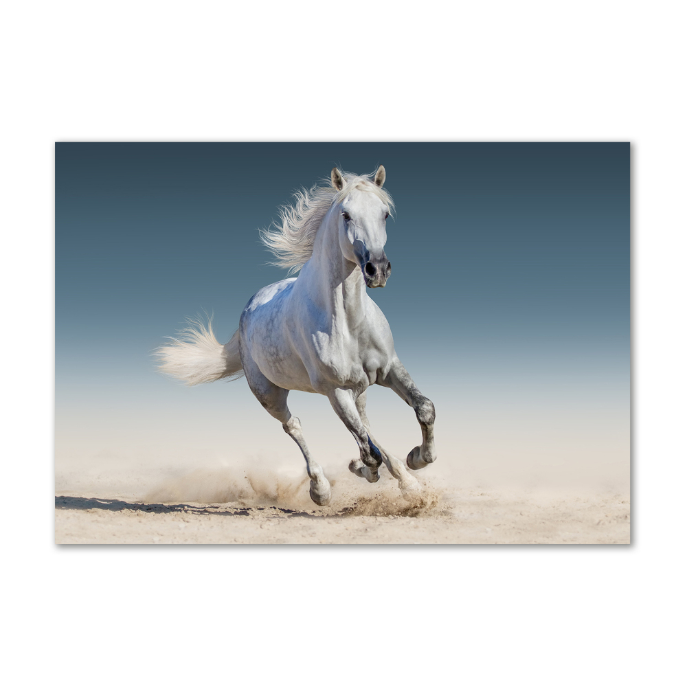 Print on acrylic White horse at a gallop