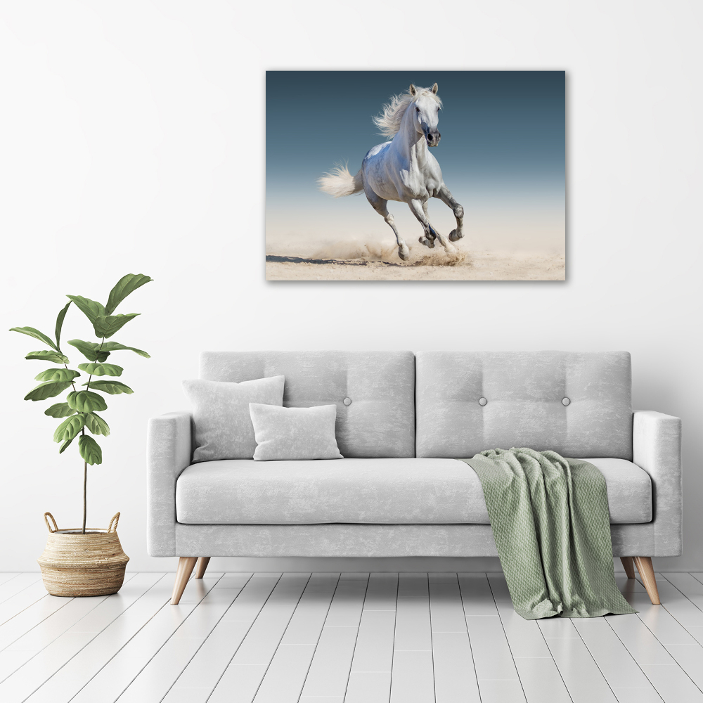 Print on acrylic White horse at a gallop