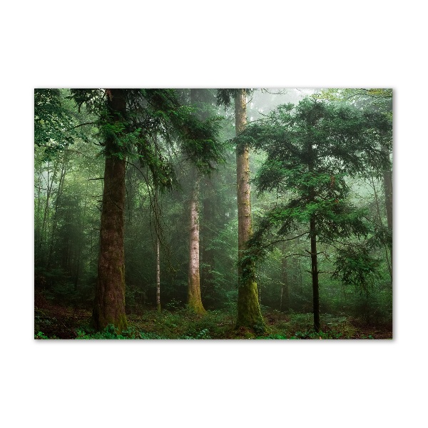 Wall art acrylic Fog in the forest