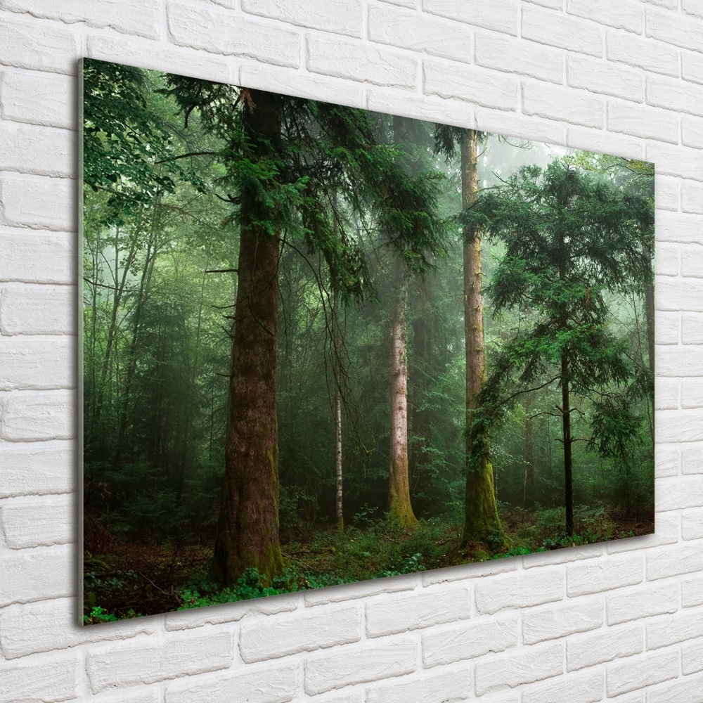 Wall art acrylic Fog in the forest