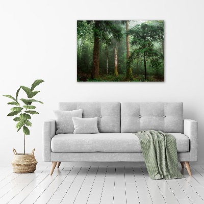 Wall art acrylic Fog in the forest