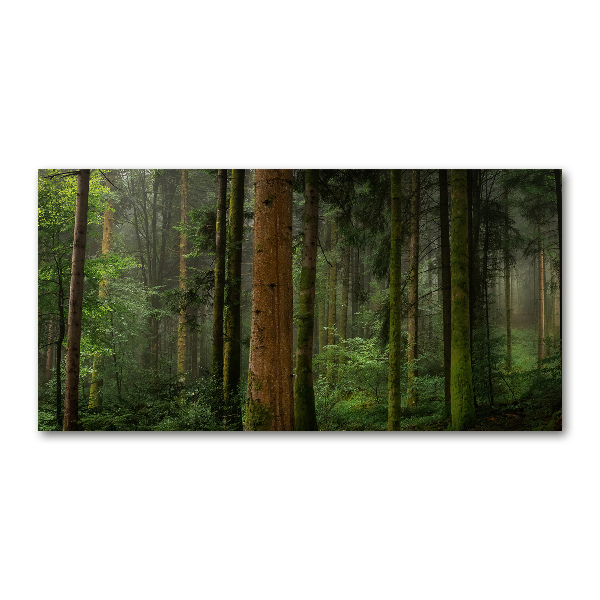 Acrylic wall art Fog in the forest