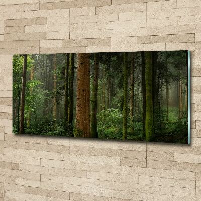 Acrylic wall art Fog in the forest