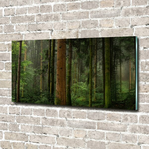 Acrylic wall art Fog in the forest