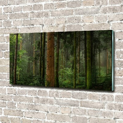 Acrylic wall art Fog in the forest