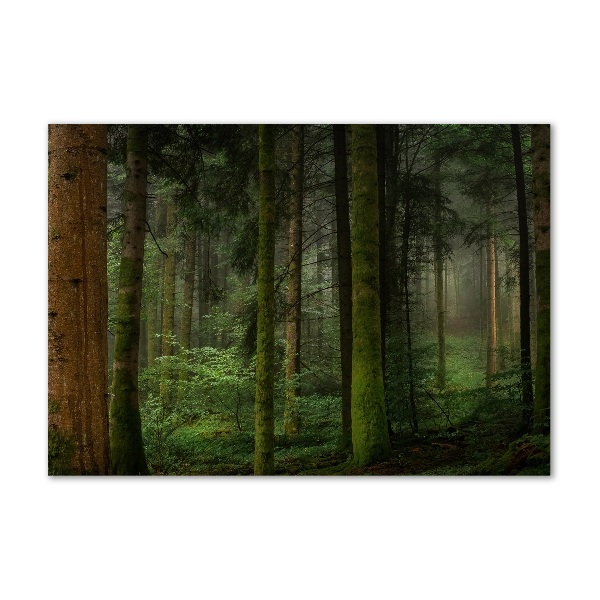 Acrylic wall art Fog in the forest