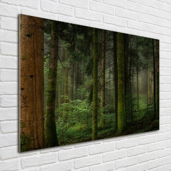 Acrylic wall art Fog in the forest