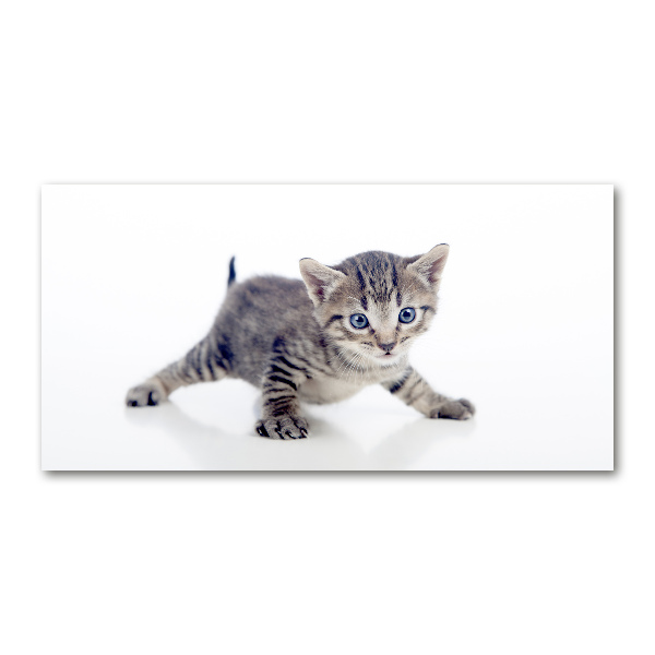 Acrylic wall art Small cat