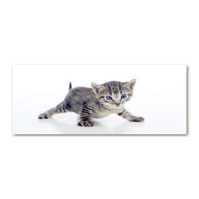 Acrylic wall art Small cat