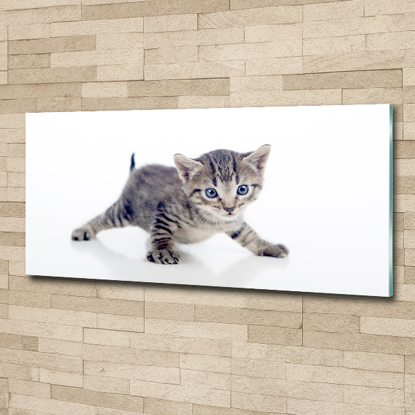 Acrylic wall art Small cat