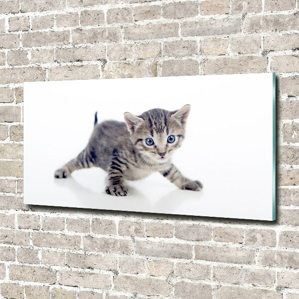 Acrylic wall art Small cat