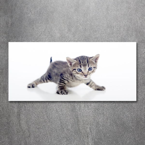 Acrylic wall art Small cat