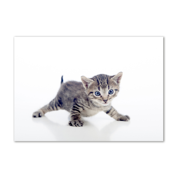 Acrylic wall art Small cat