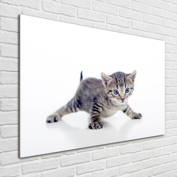 Acrylic wall art Small cat