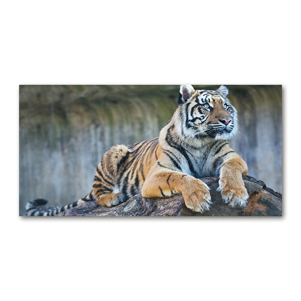 Wall art acrylic Tiger