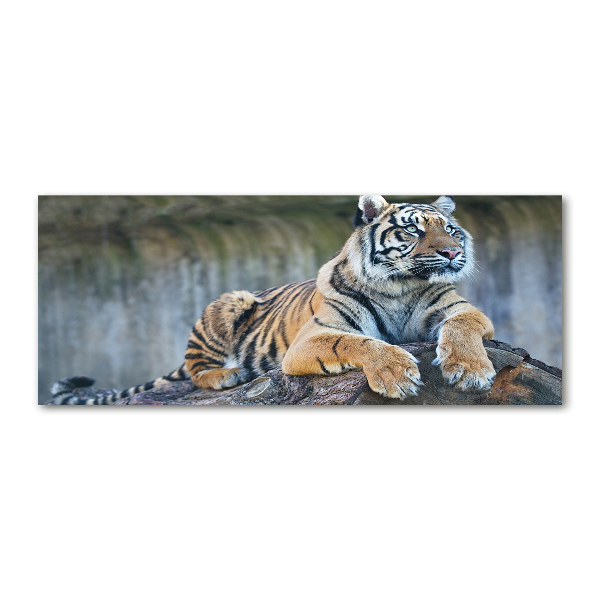 Wall art acrylic Tiger