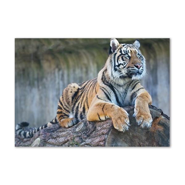 Wall art acrylic Tiger