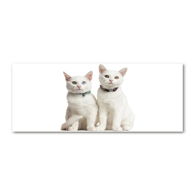 Acrylic wall art White cats