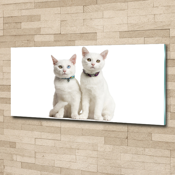 Acrylic wall art White cats