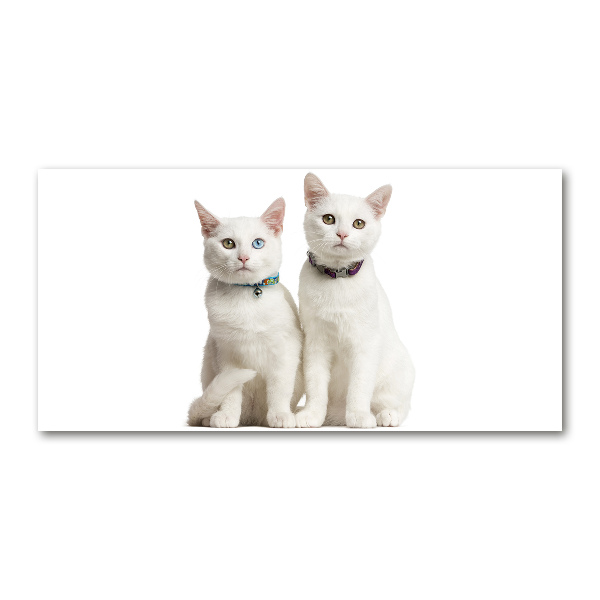 Acrylic wall art White cats