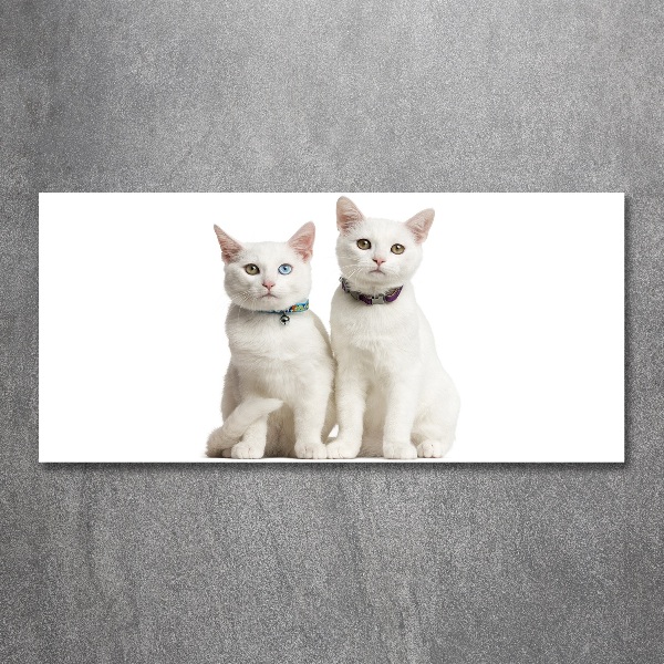 Acrylic wall art White cats