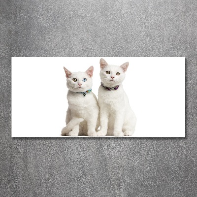 Acrylic wall art White cats