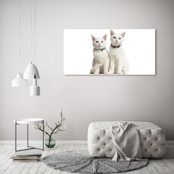 Acrylic wall art White cats