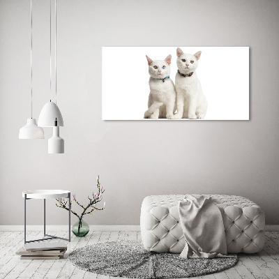 Acrylic wall art White cats