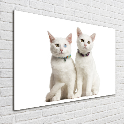 Acrylic wall art White cats