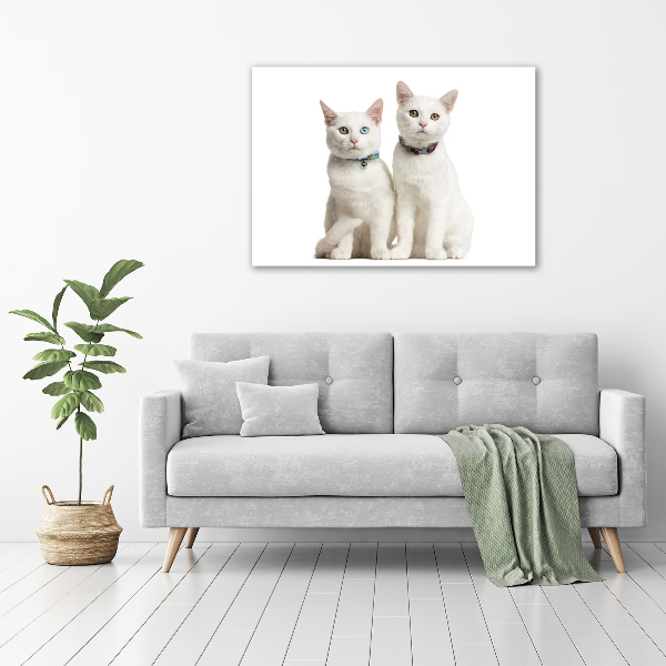 Acrylic wall art White cats