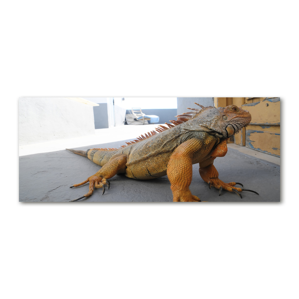 Acrylic wall art Iguana