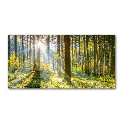 Print on acrylic Forest in the sun