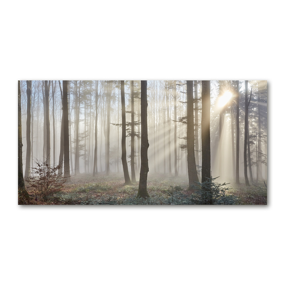 Acrylic wall art Fog in the forest