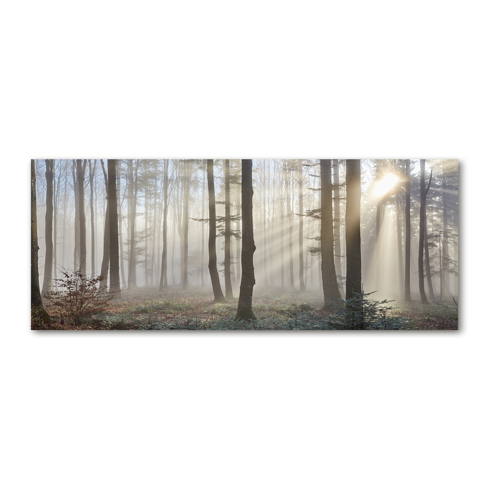 Acrylic wall art Fog in the forest