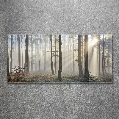 Acrylic wall art Fog in the forest