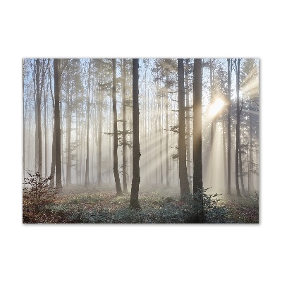 Acrylic wall art Fog in the forest