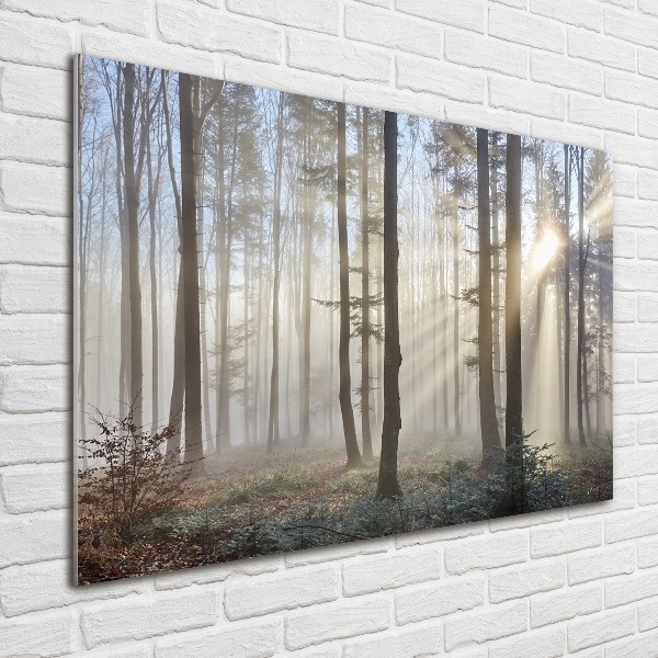 Acrylic wall art Fog in the forest