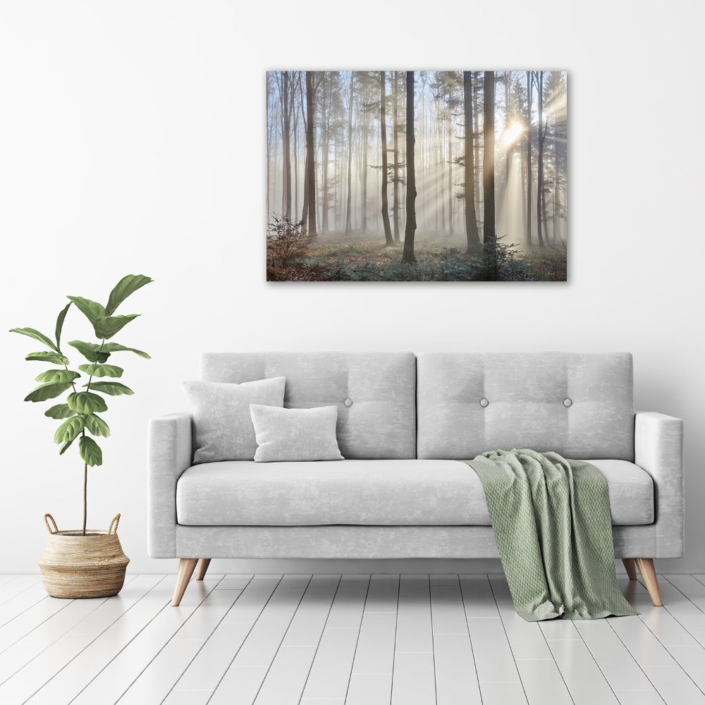 Acrylic wall art Fog in the forest