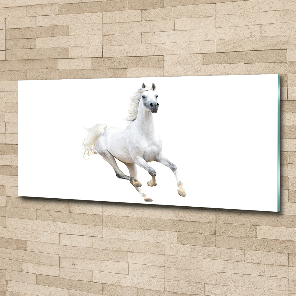 Wall art acrylic White Arabic horse