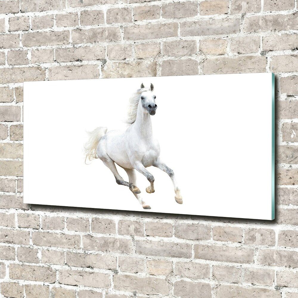 Wall art acrylic White Arabic horse