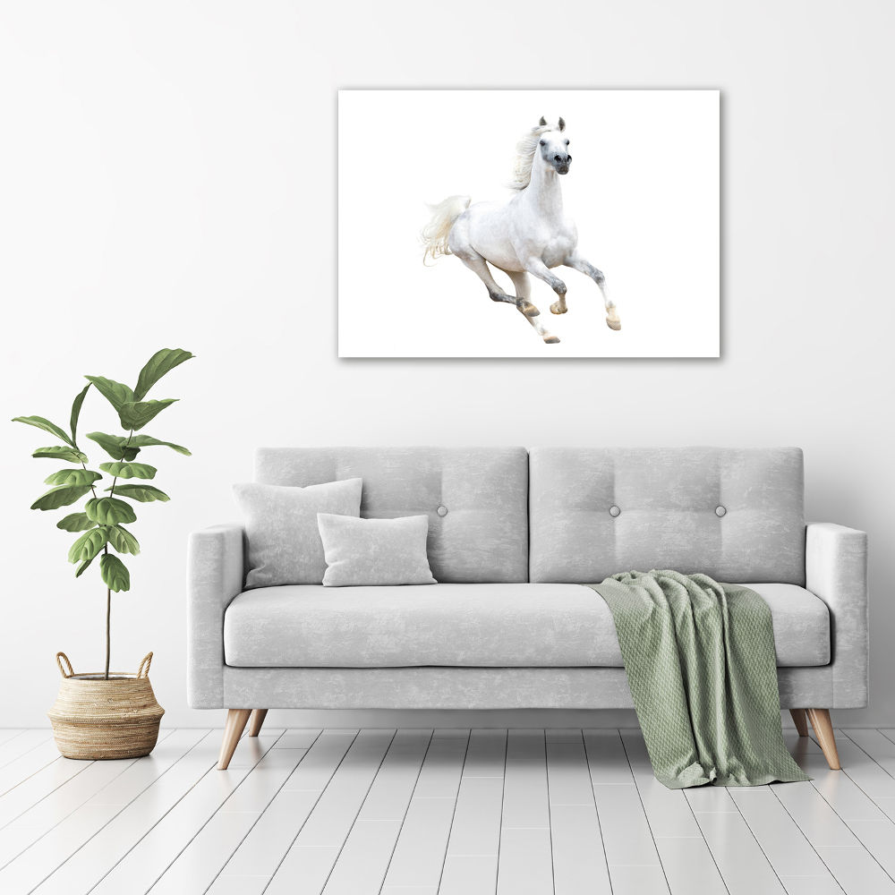 Wall art acrylic White Arabic horse