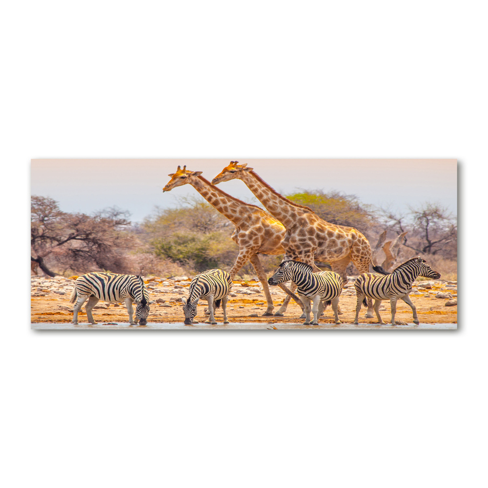 Print on acrylic Giraffes and zebra