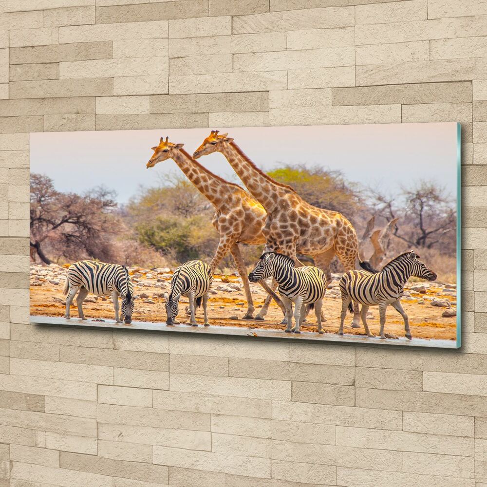 Print on acrylic Giraffes and zebra