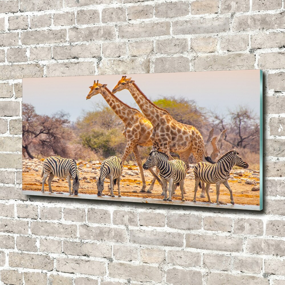 Print on acrylic Giraffes and zebra